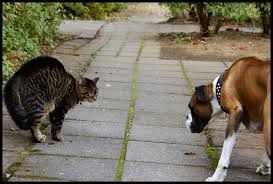 Cat and Dog angry